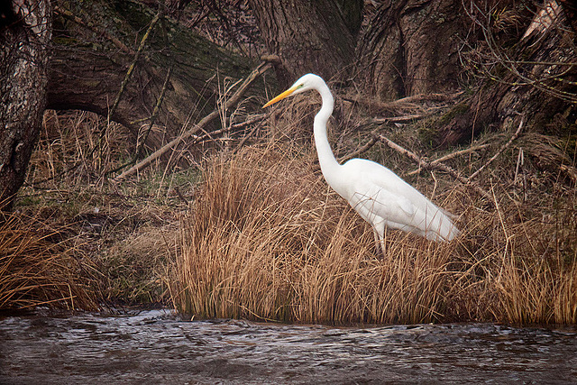 20120309 7620RDw Silberreiher