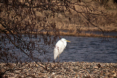 20120309 7618RDw Silberreiher