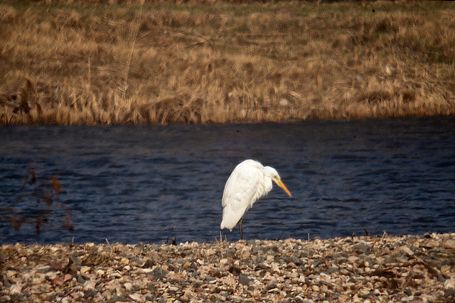 20120309 7616RDw Silberreiher