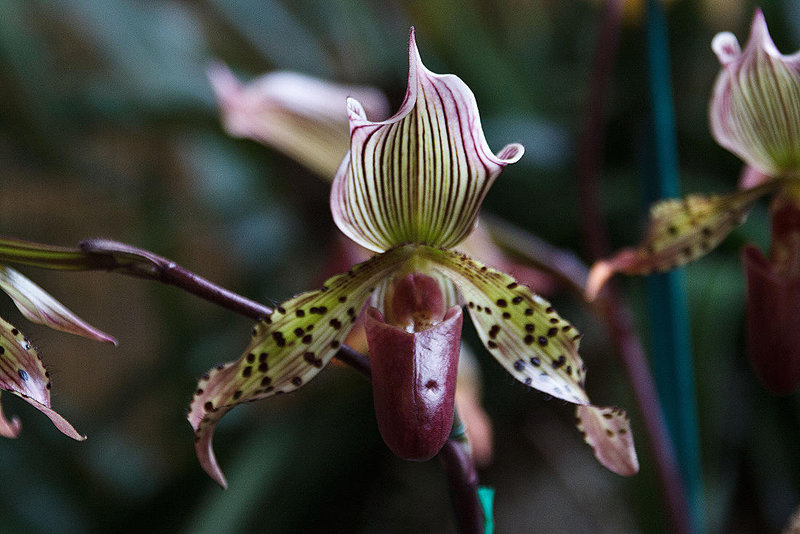 20120301 7335RAw [D~LIP] Orchidee, Bad Salzuflen