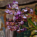 20120301 7328RAw [D~LIP] Orchidee, Bad Salzuflen