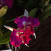 20120301 7327RAw [D~LIP] Orchidee, Bad Salzuflen