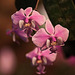 20120301 7324RAw [D~LIP] Orchidee, Bad Salzuflen