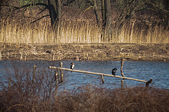 20120309 7611RDw Kormoran