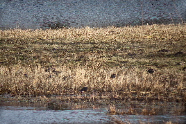 20120309 7598RDw Dohle