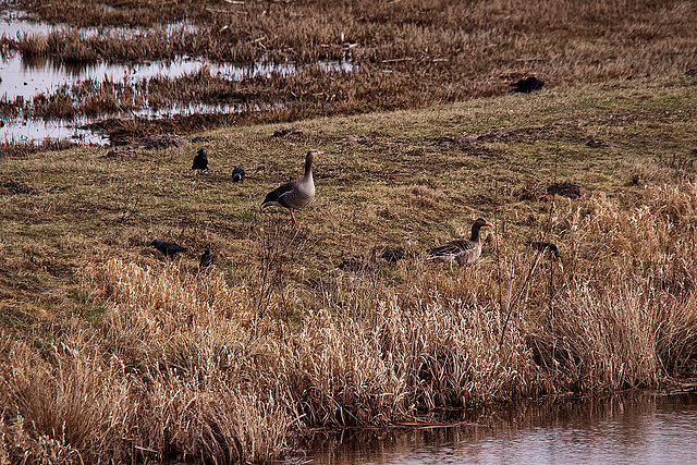 20120309 7595RTw Graugans, Dohle