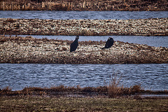 20120309 7593RDw Kormoran