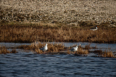 20120309 7582RDw Möwe, Austerfischer