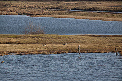 20120309 7578RTw Steinhorster Becken Graugans Möwe (500)