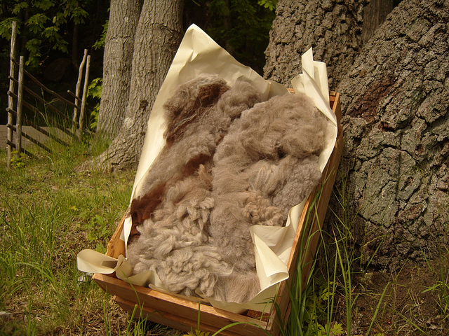 Rose Gray Alpaca Wool