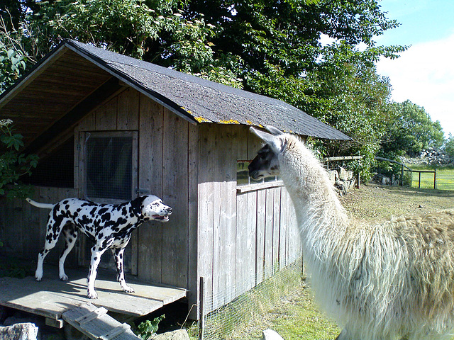 Tessi and llama in stand-off