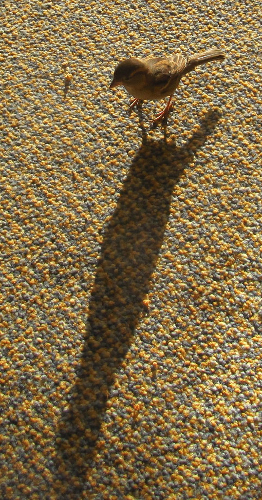 Besucher