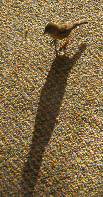 Besucher
