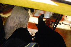 Christiane en talons hauts avec un chien lécheur de souliers / Christiane in high heels with a shoes licker - 1er janvier 2012