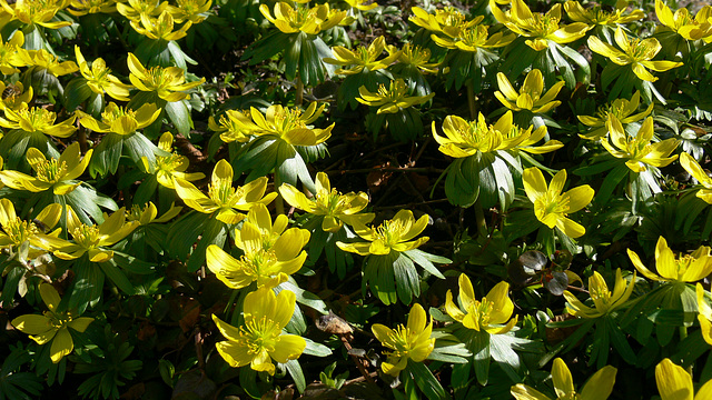 strahlende Winterlinge