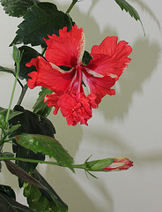 Hibiscus El Capitolio