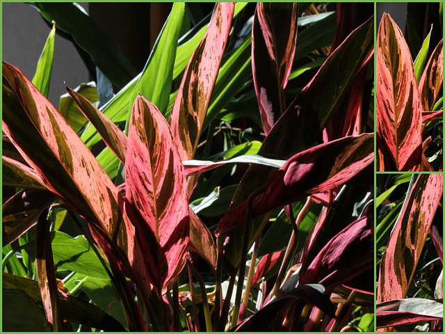 Stromanthe