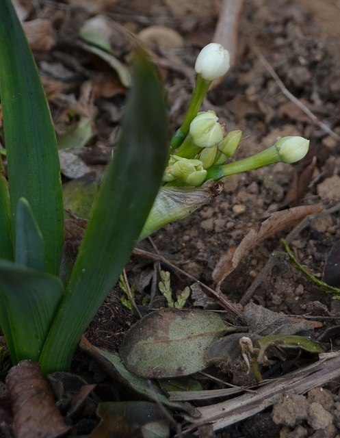 Narcisse DSC 0033