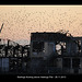 Starlings flocking around Hastings Pier - 26.11.2013
