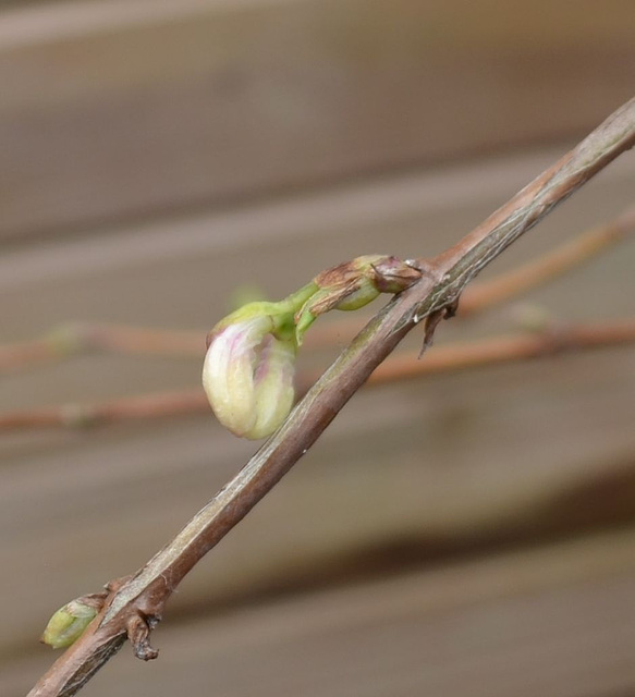 Lonicera fragrantissima  DSC 0054