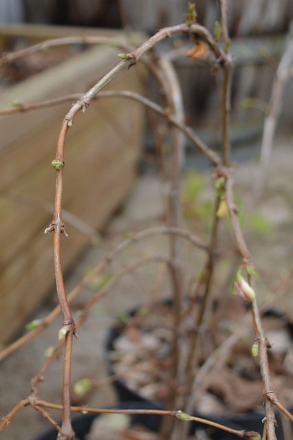 Lonicera fragrantissima  DSC 0055