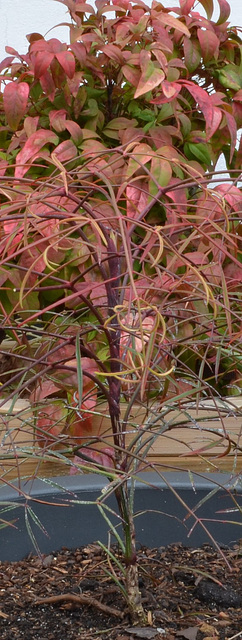 Nandina orihime  DSC 0058