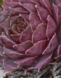 Sempervivum DSC 0060