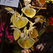 20120301 7321RAw [D~LIP] Orchidee, Bad Salzuflen