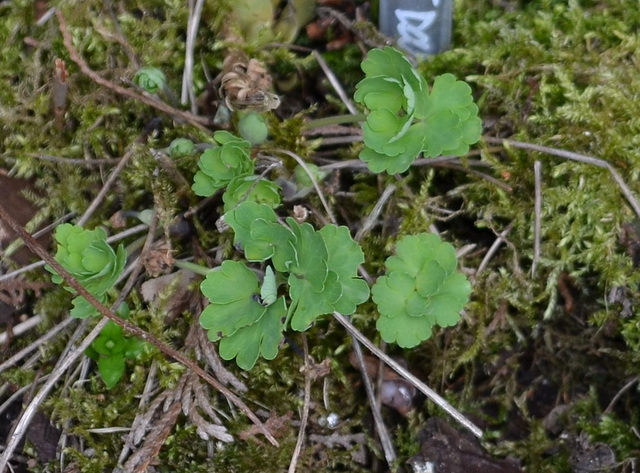 Ancolie 'nora barlow' DSC 0067