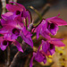 20120301 7320RAw [D~LIP] Orchidee, Bad Salzuflen