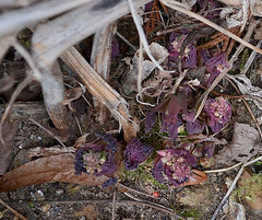 Dicentra spectabilis DSC 0069