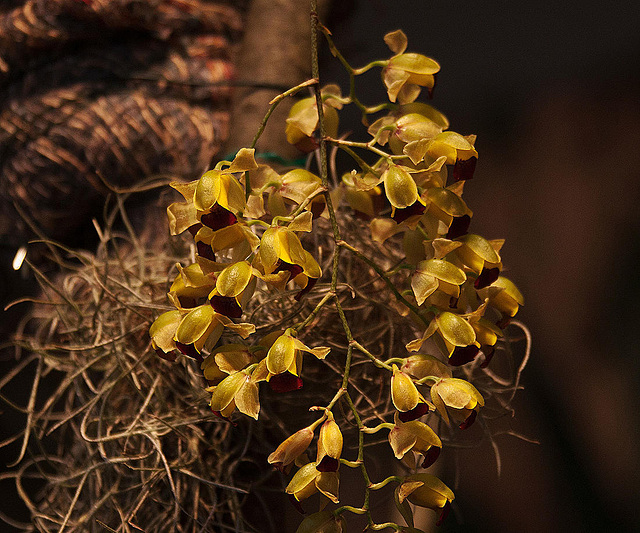 20120301 7318RAw [D~LIP] Orchidee, Bad Salzuflen