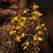 20120301 7318RAw [D~LIP] Orchidee, Bad Salzuflen