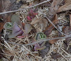 Sedum 'matrona' DSC 0070