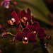 20120301 7316RAw [D~LIP] Orchidee, Bad Salzuflen