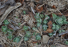 Sedum 'carl' DSC 0071