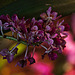 20120301 7314RAw [D~LIP] Orchidee, Bad Salzuflen