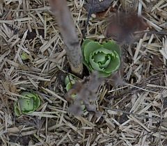 Sedum DSC 0072