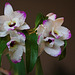 20120301 7311RAw [D~LIP] Orchidee, Bad Salzuflen