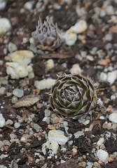 Orostachys spinosa DSC 0073