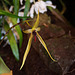 20120301 7309RAw [D~LIP] Orchidee, Bad Salzuflen