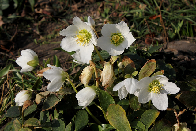 Helleborus niger