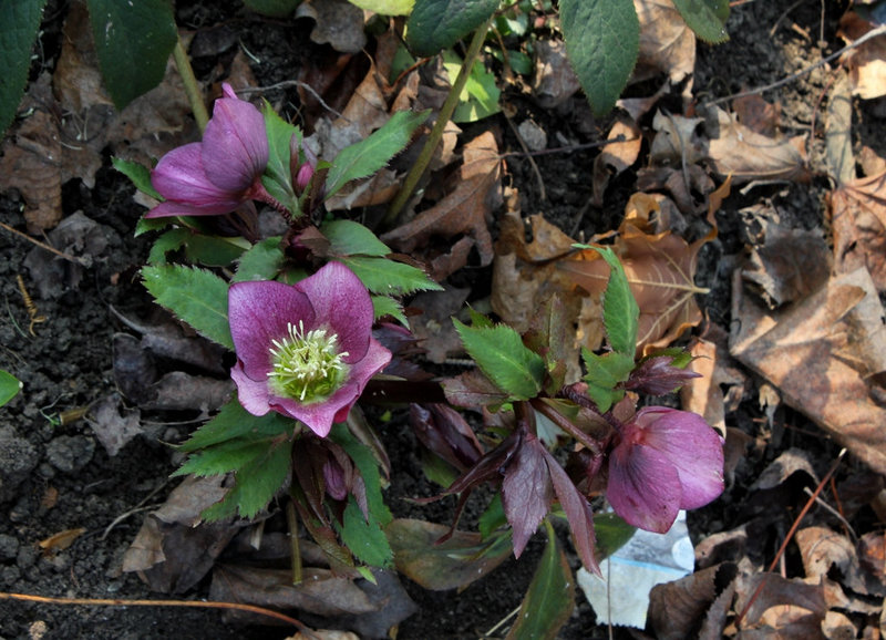 Helleborus orientalis hybride