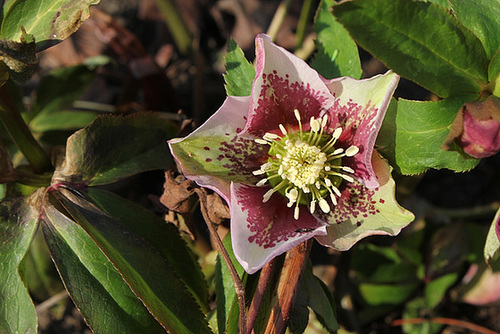 Helleborus orientalis hybride