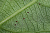 Acariens rouges