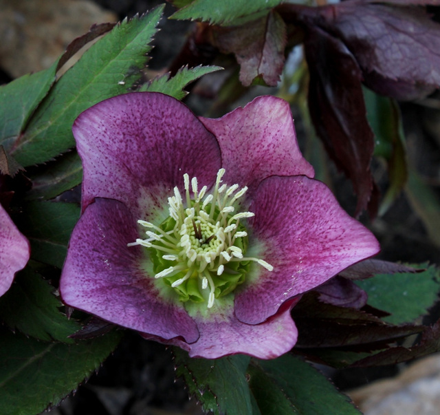 Helleborus orientalis hybride