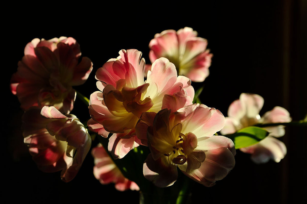 Tulpen im Gegenlicht