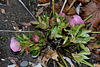 Helleborus orientalis hybride