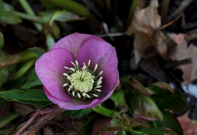 Helleborus orientalis hybride