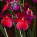 20120301 7307RAw [D~LIP] Orchidee, Bad Salzuflen